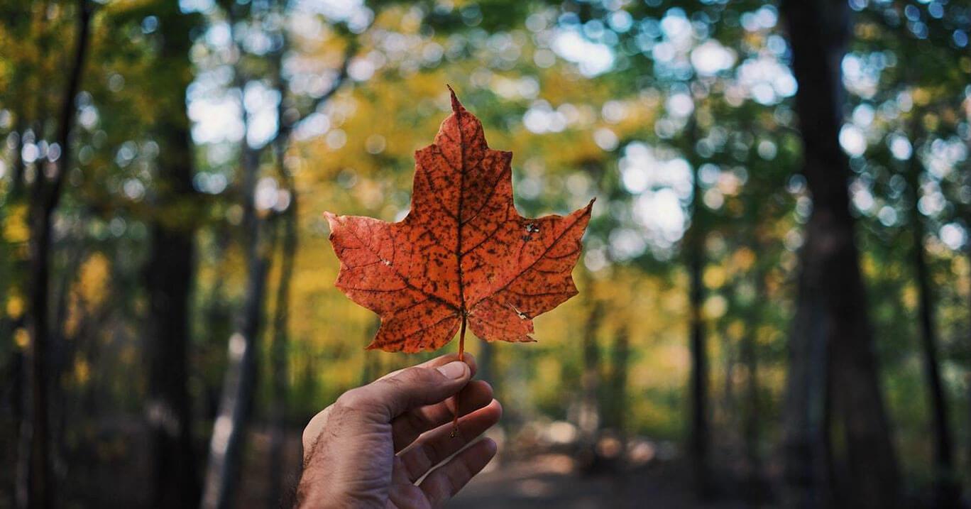 A Canadian maple leaf, orange in autumn weather, held in a man's hand.