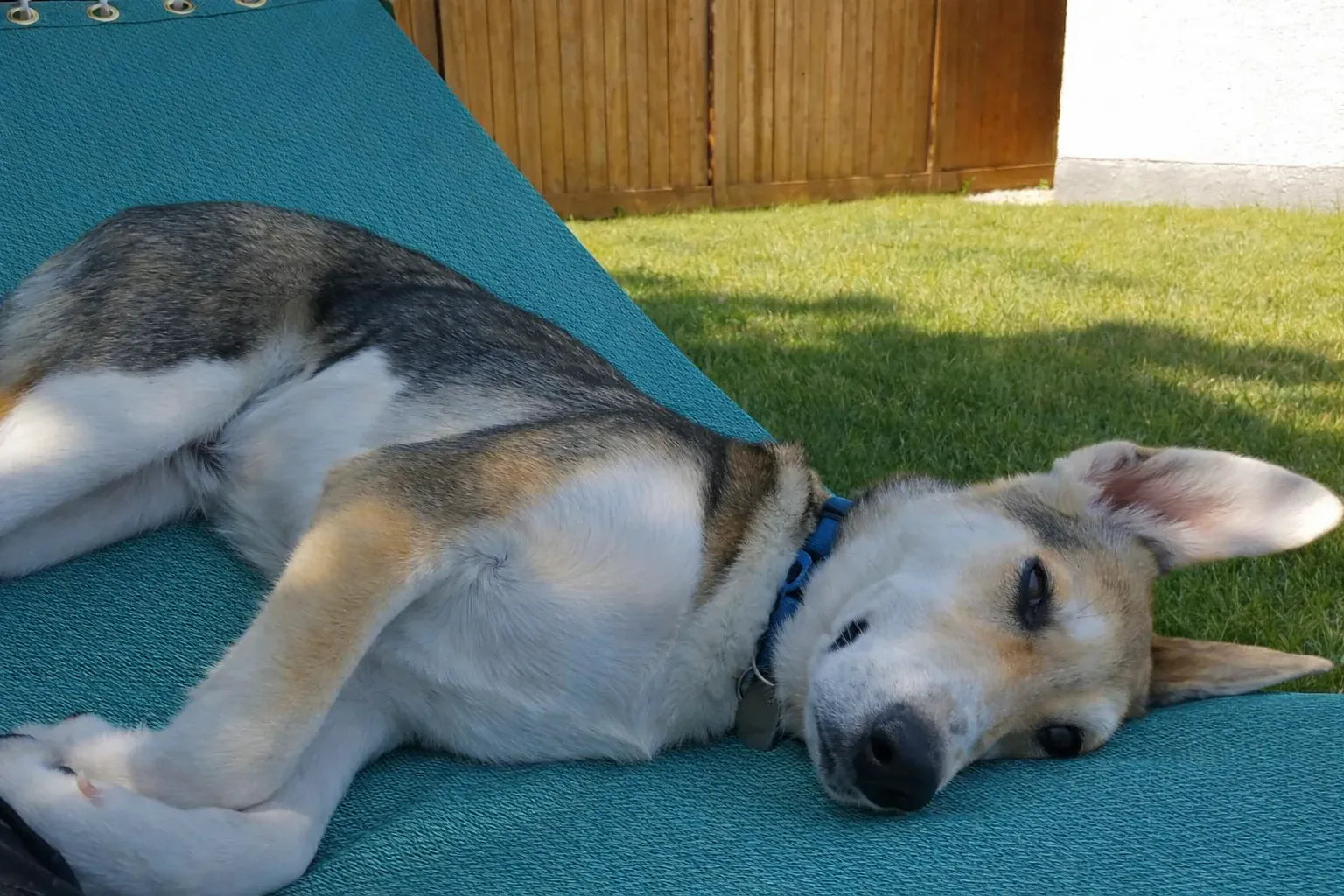 Hammock Universe Canada Poolside | Lake Hammock with 3-Beam Stand