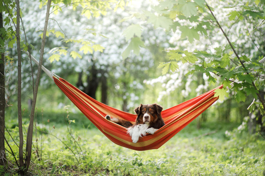 dog sleeping in camping hammock setup