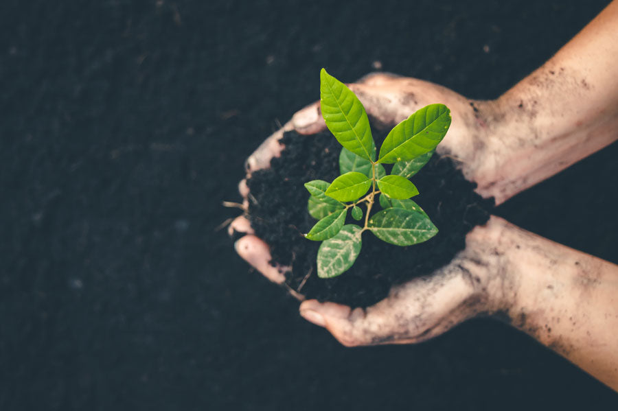 A person holding dirt and a plant in their hands.