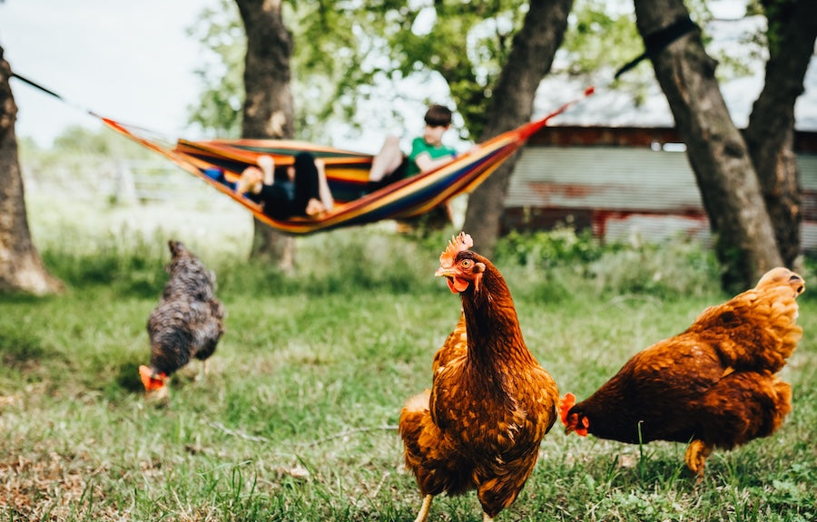 chickens on the grass in focus, in the blurred backroung a young child in a hammock