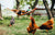 chickens on the grass in focus, in the blurred backroung a young child in a hammock