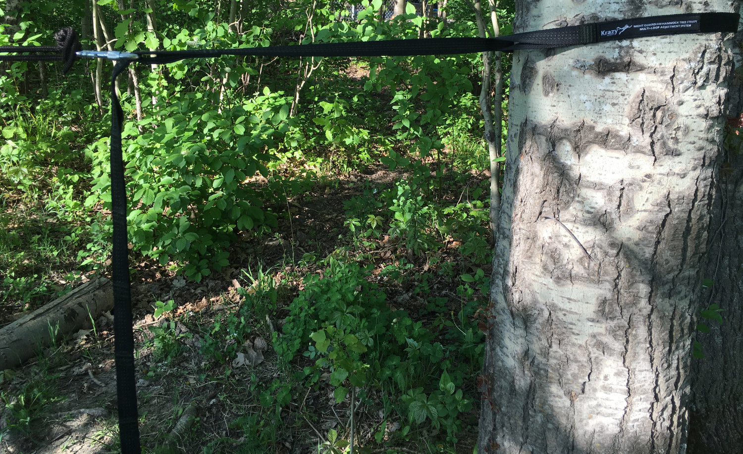 2.5cm straps installe on a tree