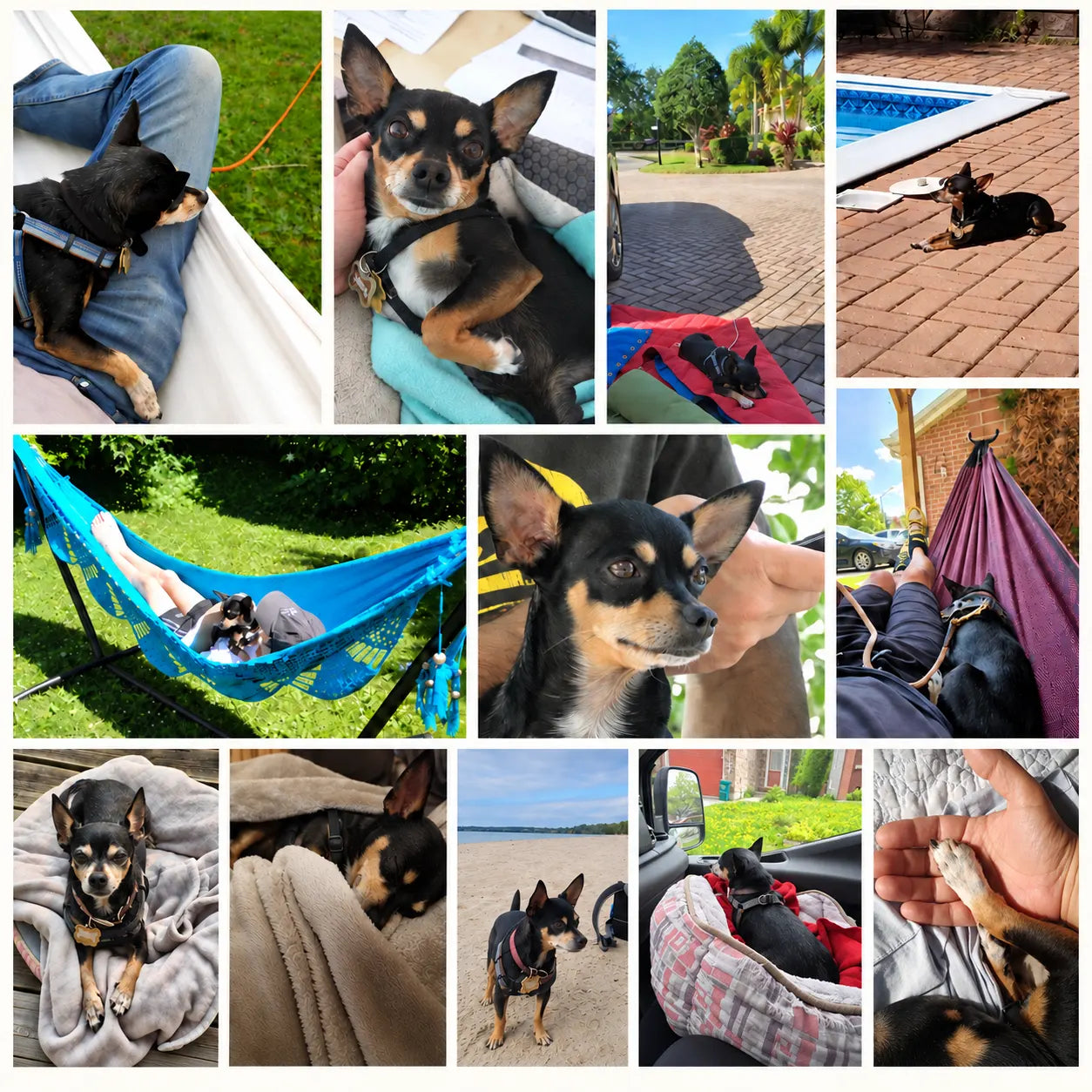 Pablo, Hammock Universe’s longtime companion and hammock model.