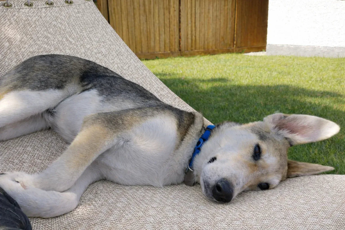 Hammock Universe Canada Poolside | Lake Hammock with 3-Beam Stand