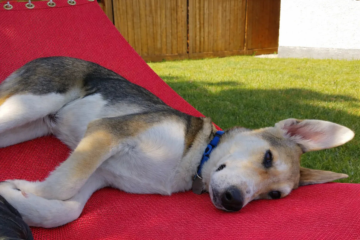 Hammock Universe Canada Poolside | Lake Hammock - Double