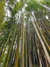 Hammock Universe Canada Bamboo Hammock Stand - Eco-Friendly XL