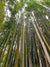 Hammock Universe Canada Deluxe Polyester Rope Hammock with Bamboo Stand