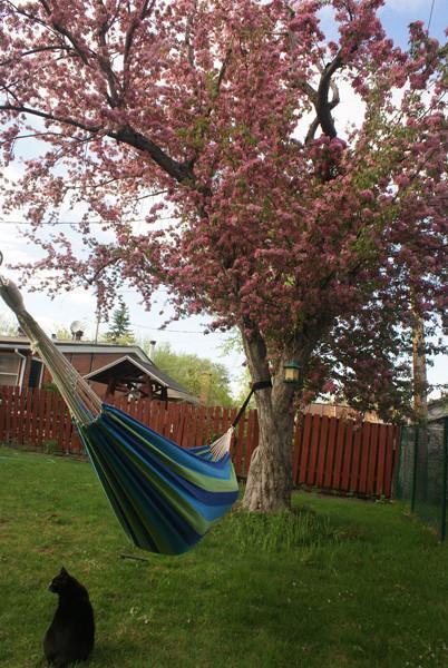 Hammock Universe Canada Eco-Friendly Hammock Tree Straps